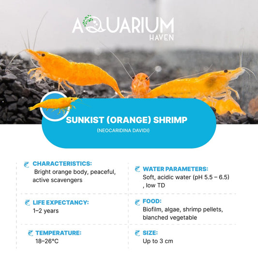 Sunkist (Orange) Shrimp