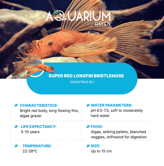 Super Red Longfin Bristlenose 3-4cm