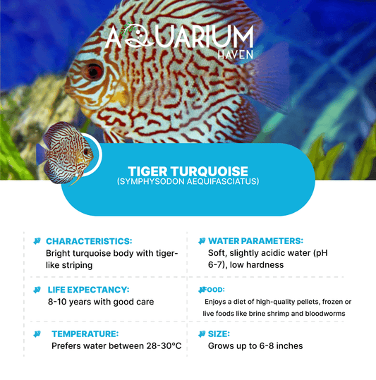Tiger Turquoise 8/9cm