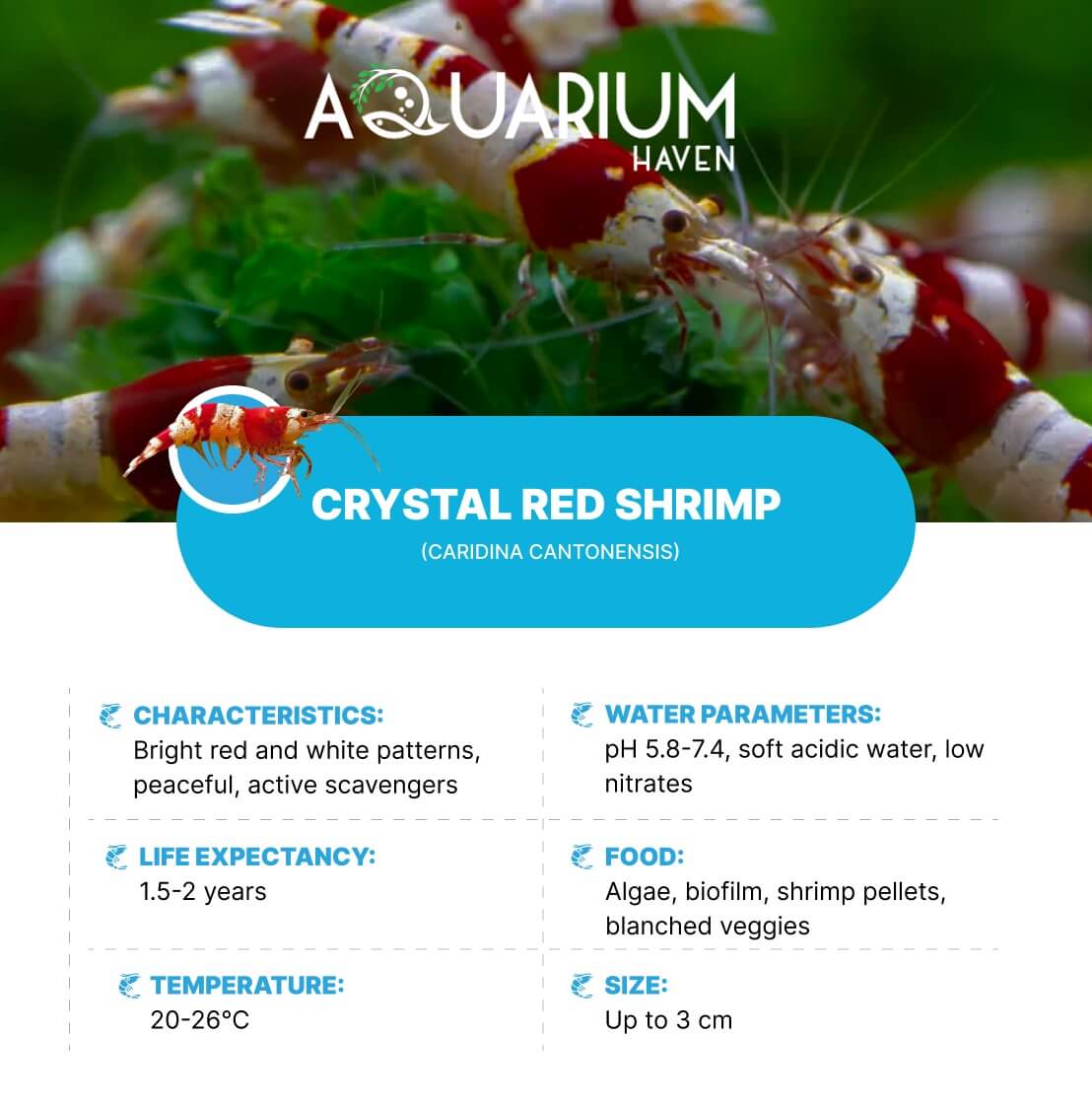 Find hardy shrimps perfect for any aquarium environment.