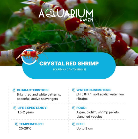 Find hardy shrimps perfect for any aquarium environment.