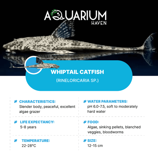 Common Whiptail Catfish 5cm