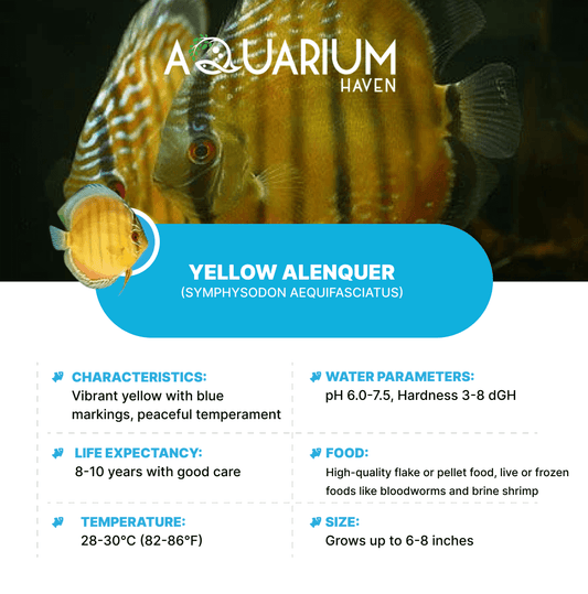 Yellow Alenquer 8/9cm