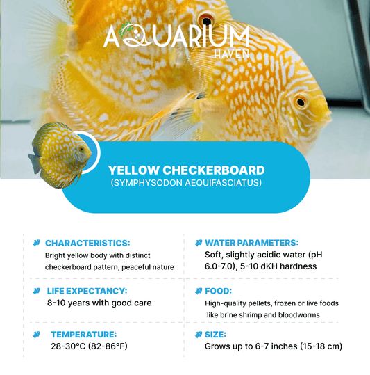 Yellow Checkerboard 8/9