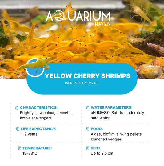Discover top-quality shrimp breeds at Aquarium Haven.