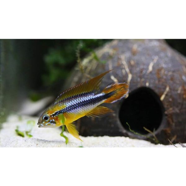 Affordable fish tanks at Aquarium Haven