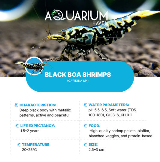 Black BOA Shrimp