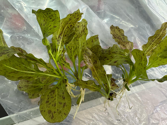 Freshwater plants creating natural aquarium habitats