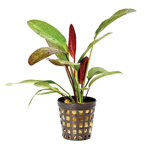 Assorted Sword Plants - 5cm Pot