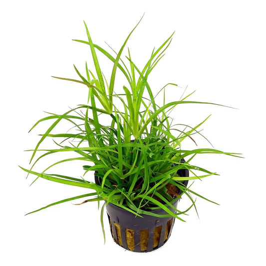 juncus-repens_5000x