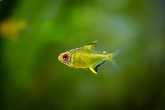 lemon-tetra