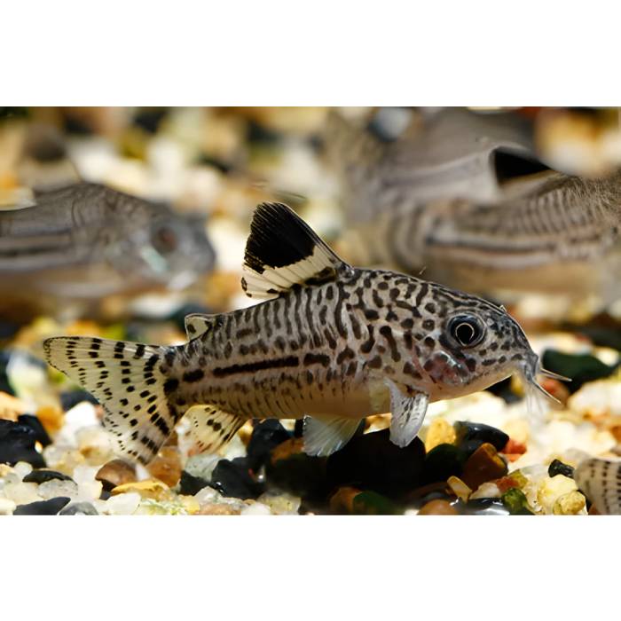 Corydoras Julii &#8211; Leopard Cory