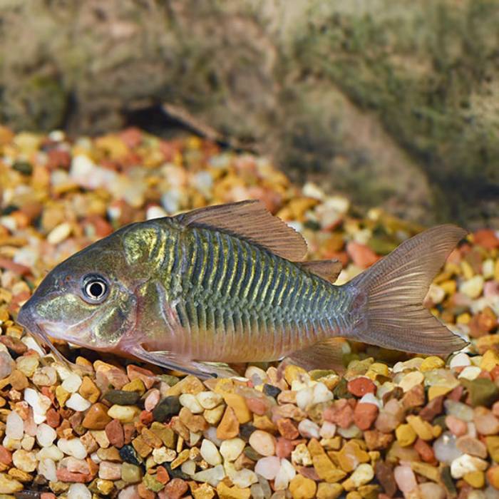 Emerald Corydoras