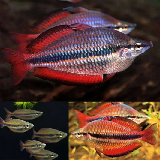 Locally Bred Goyder River Banded Rainbow 4cm