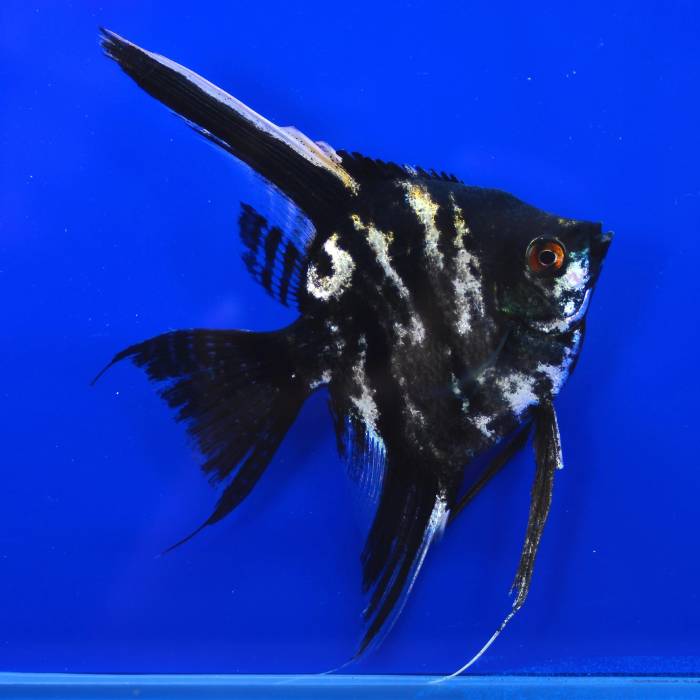Black Marble Angelfish 3.5-4cm