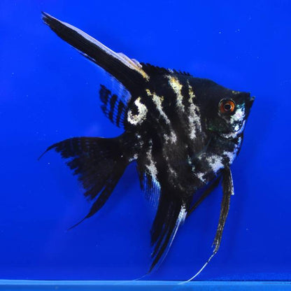 Black Marble Angelfish 3.5-4cm