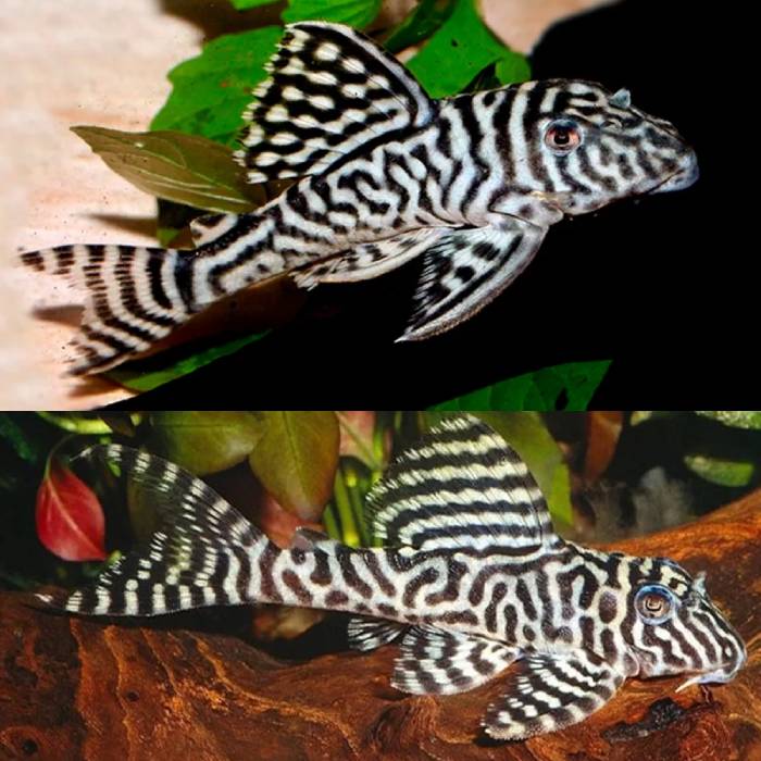 King Tiger Pleco Plecos 3cm