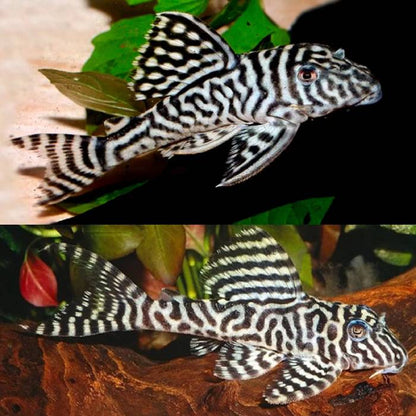 King Tiger Pleco Plecos 3cm