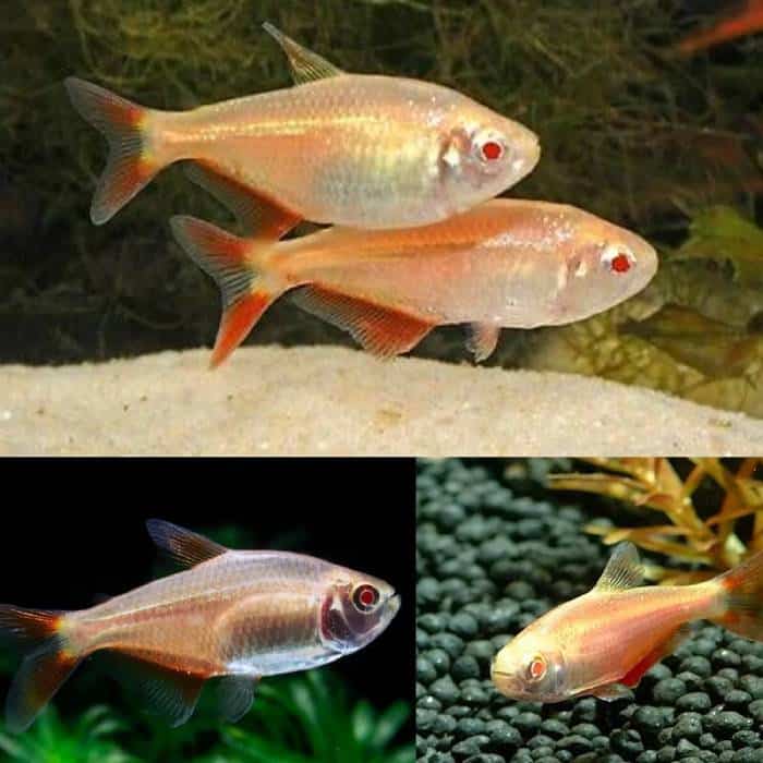 Gold Buenos Aires Tetra 4cm