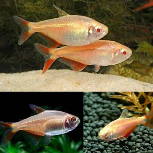 Gold Buenos Aires Tetra 4cm