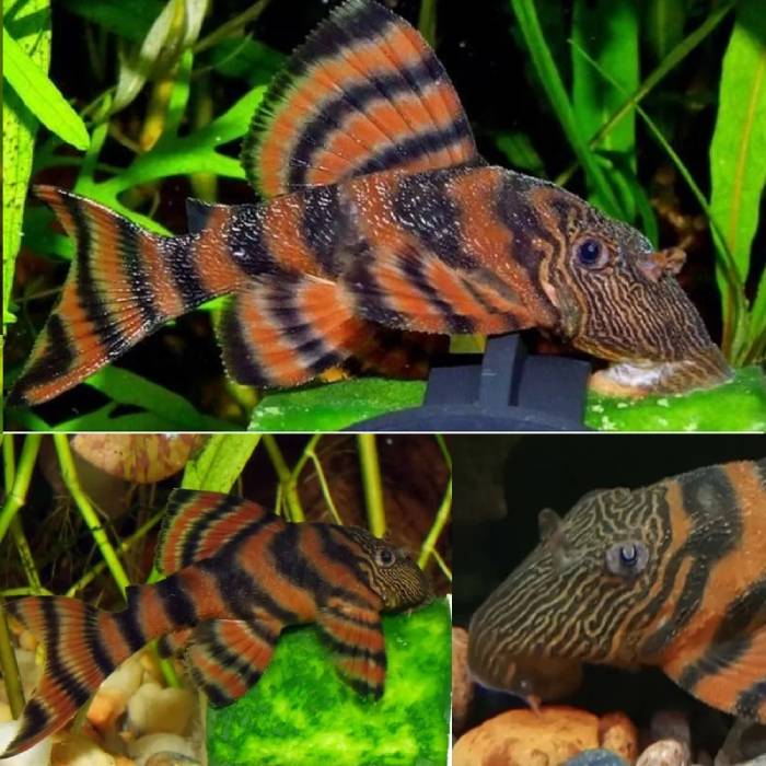 L397 Plecos 3-7cm