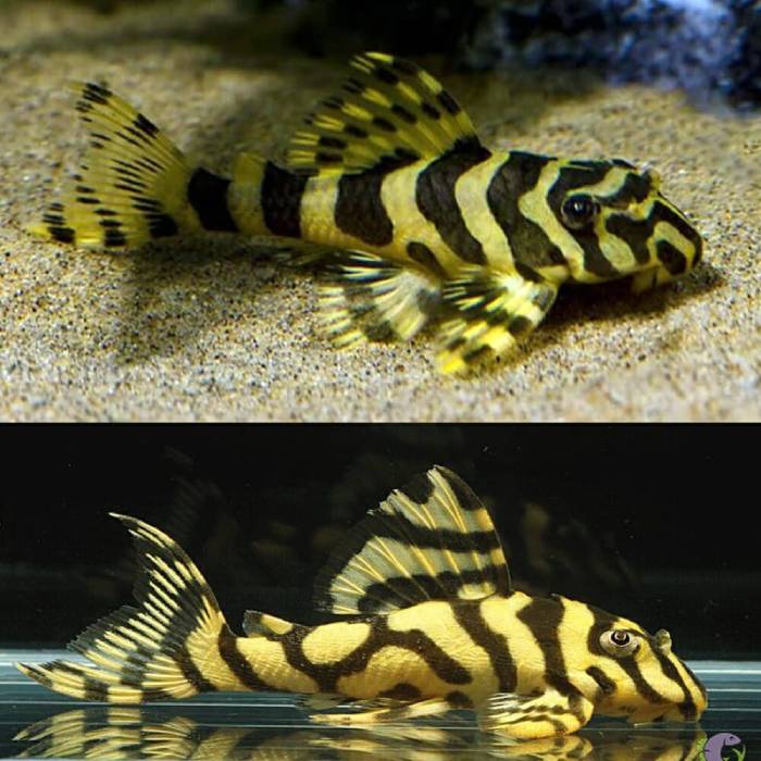 L134 Plecos