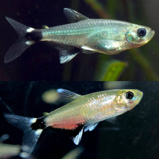 Paraguay Tetra 3cm