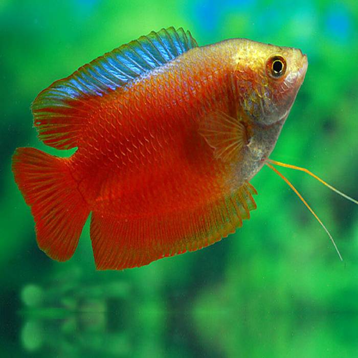 Red Dwarf Gourami
