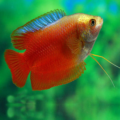 Red Dwarf Gourami