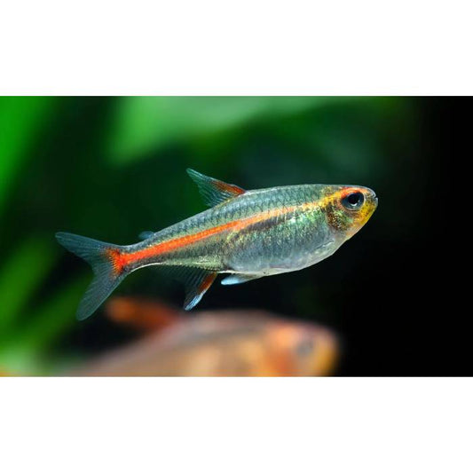 Glow Light Tetra 3.5cm