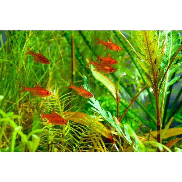 Fire Ember Tetra 2cm