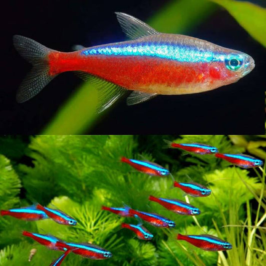 Cardinal Tetra 2cm