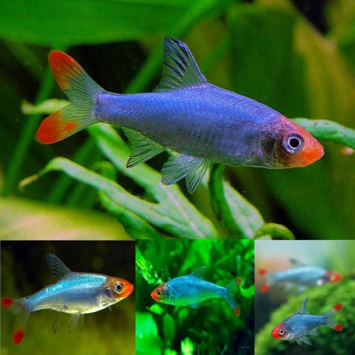Burmese Rummy Nose 3.5cm