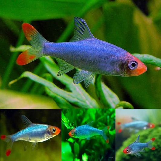 Burmese Rummy Nose 3.5cm