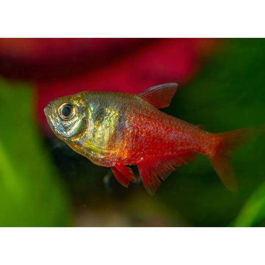 Flame Tetra