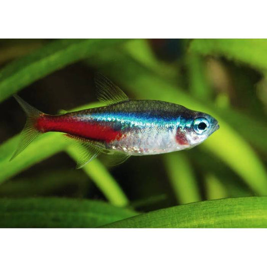 Locally Bred Neon Tetra