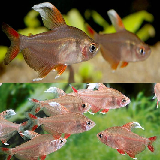 White Fin Ornate Tetra 2.5cm