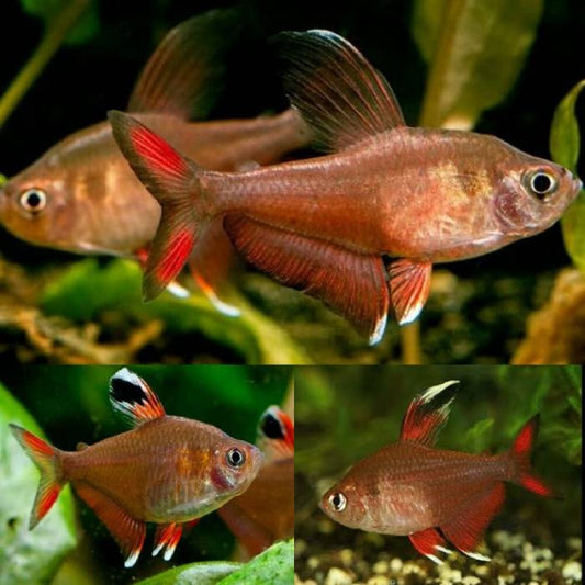 Rosy Tetra 3.5cm