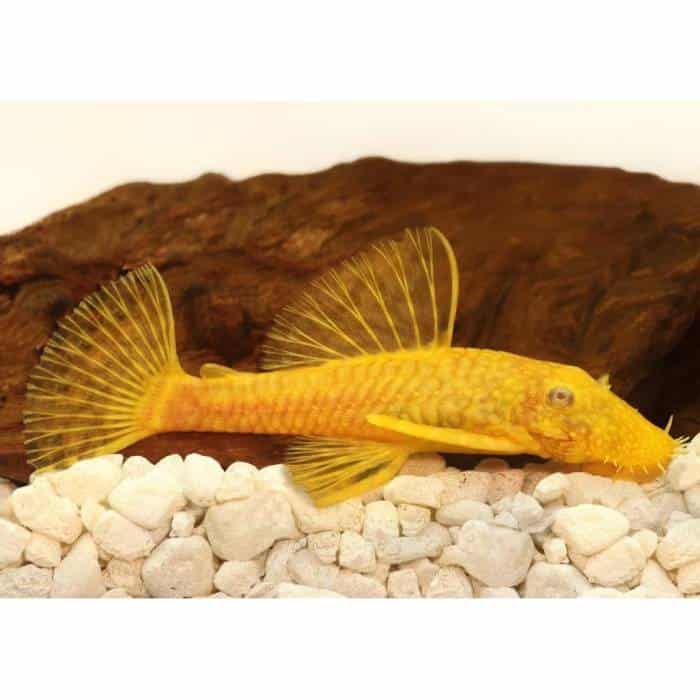 Albino Bristlenose 3-4cm