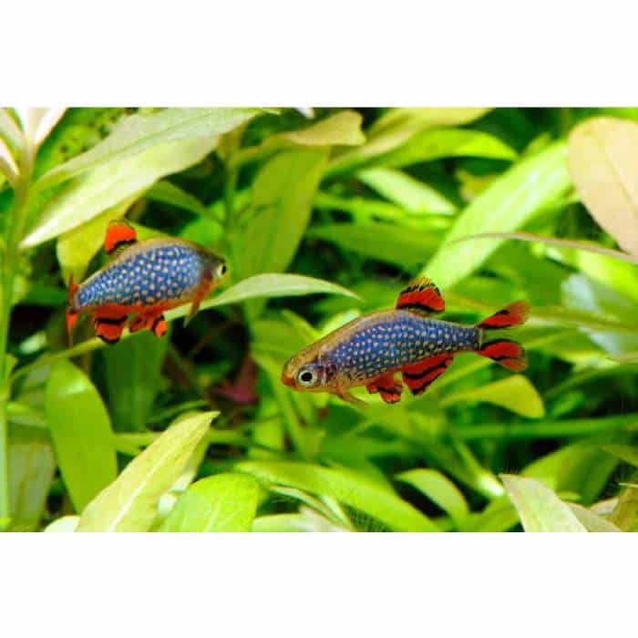 Celestial Pearl Danios