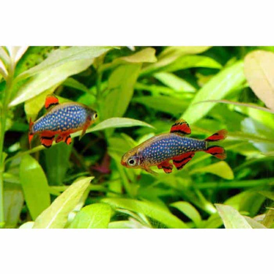 Celestial Pearl Danios