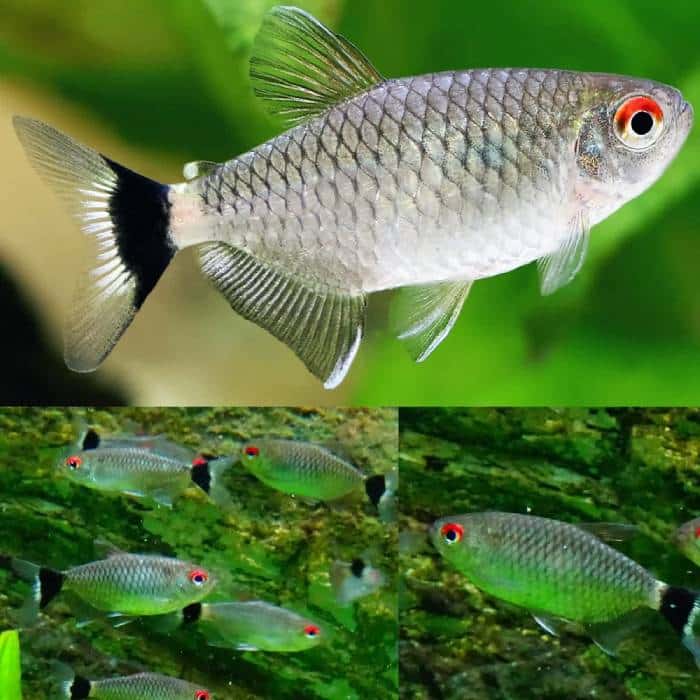 Red Eye Tetra (Lampeye) 3cm