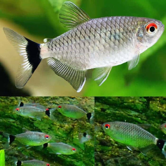 Red Eye Tetra (Lampeye) 3cm