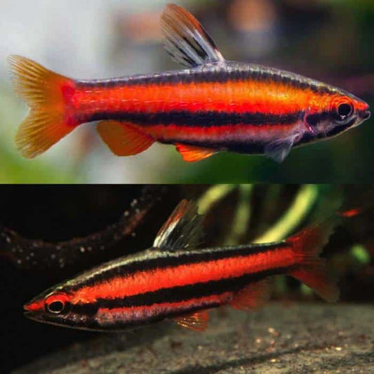 Red Pencil Fish 3cm