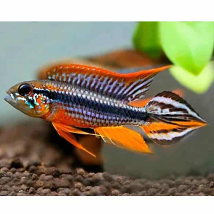 Apistogramma Tefe Red Black