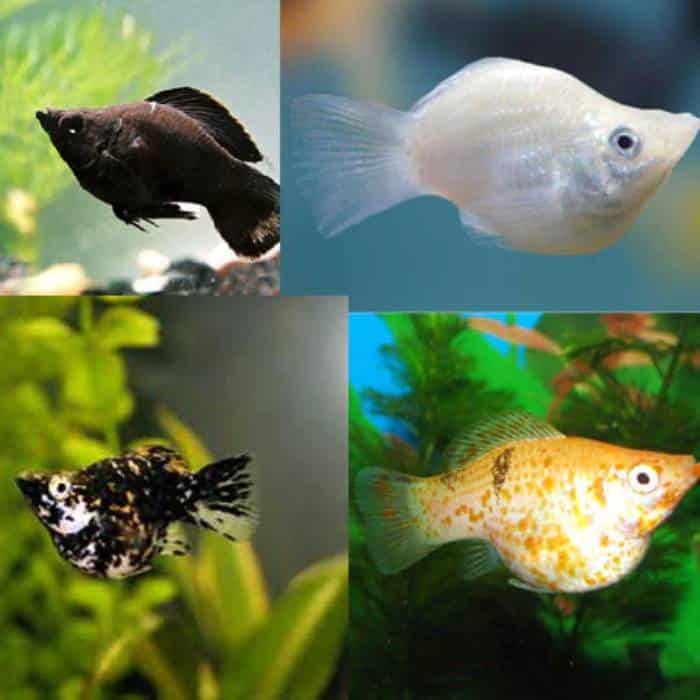 Assorted Balloon Molly
