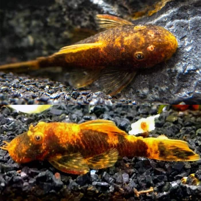 Calico Bristlenose 3-4cm