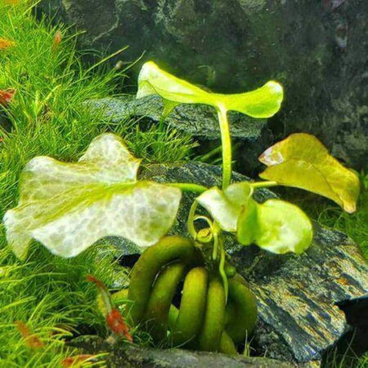 Banana Lily