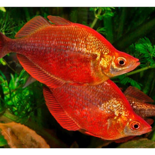 Red Rainbow Fish