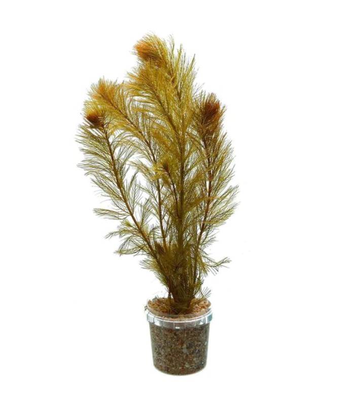 Myriophyllum Sp. Rorami